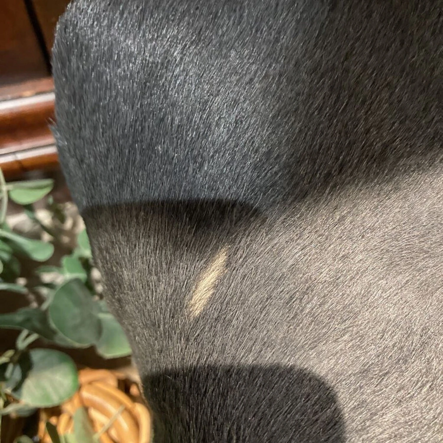 Cowhide And Acrylic Footstool Ottomans - Image 7